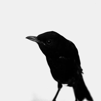 Emmanuel-Berry-Les-Oiseaux-de-Sens-01-2008-galerieLWS