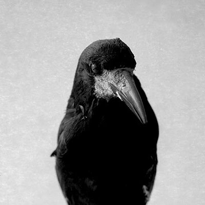 Emmanuel-Berry-Les-Oiseaux-de-Sens-03-2008-galerieLWS
