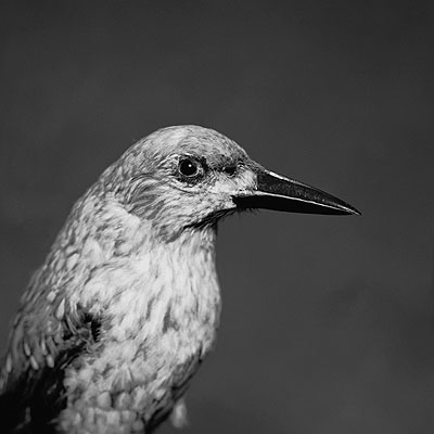 Emmanuel-Berry-Les-Oiseaux-de-Sens-2008-galerieLWS